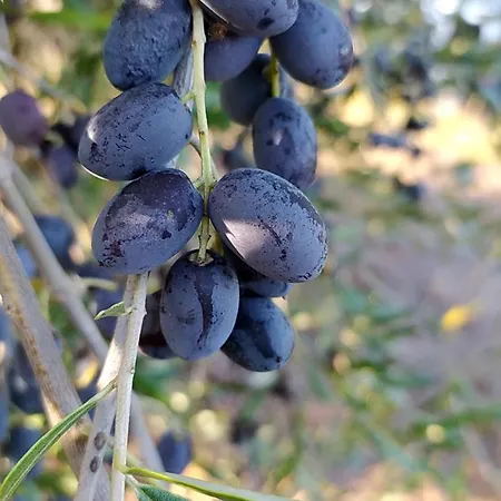 Da Poldino Borgo a Buggiano