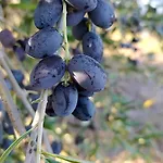 Da Poldino Borgo a Buggiano