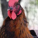 Da Poldino