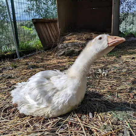 Da Poldino ボルゴ・ア・ブッジャーノ