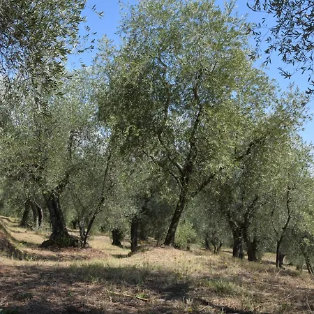 Da Poldino ボルゴ・ア・ブッジャーノ