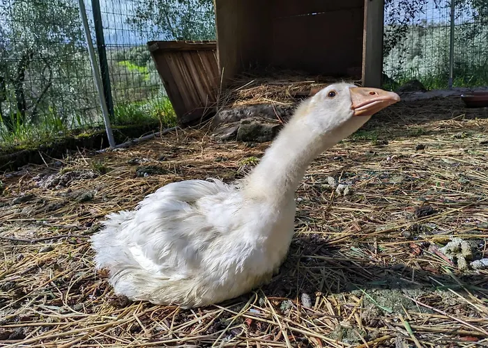 Da Poldino ボルゴ・ア・ブッジャーノ