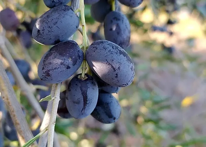 Da Poldino ボルゴ・ア・ブッジャーノ