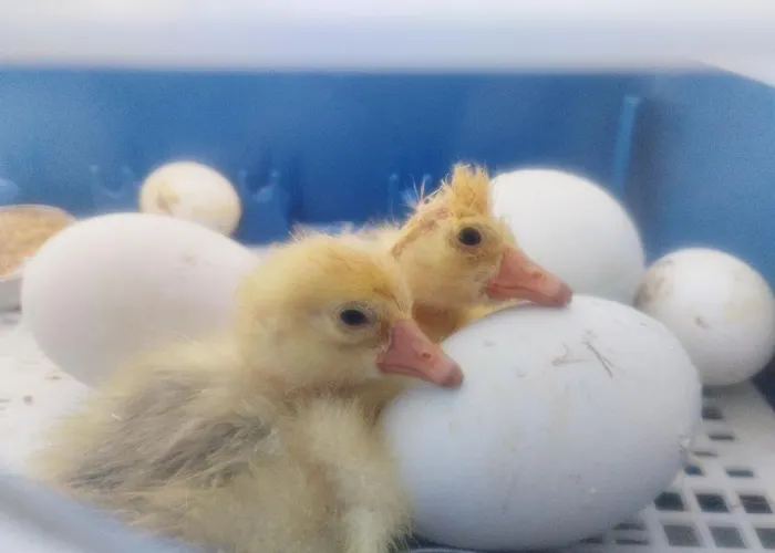 ゲストハウス Da Poldino 3*