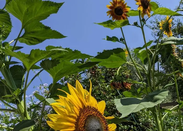 Da Poldino 3* ボルゴ・ア・ブッジャーノ